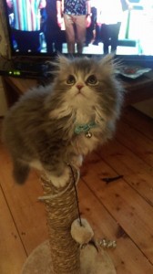 cute cat on scratching post
