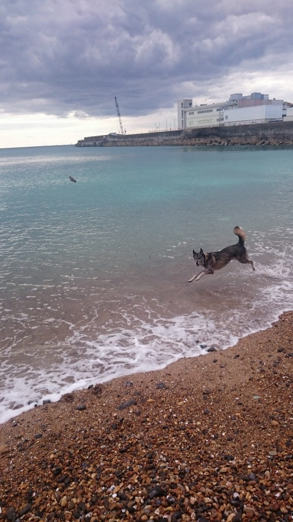husky collie cross dog playing in the sea