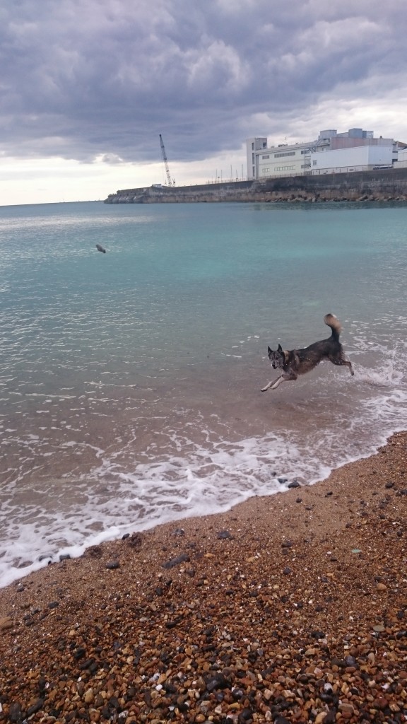 husky collie cross dog playing in the sea