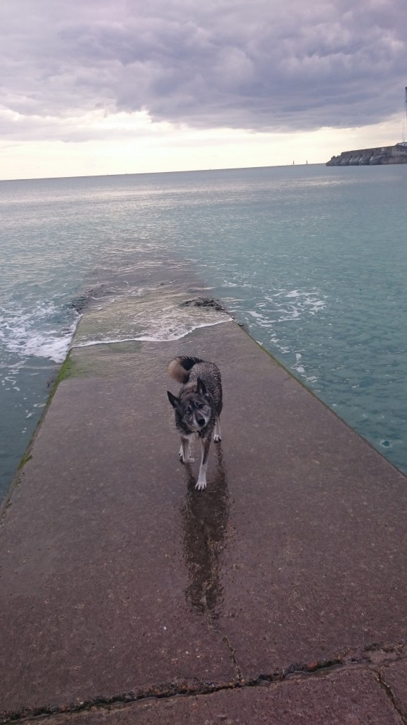 husky by the sea