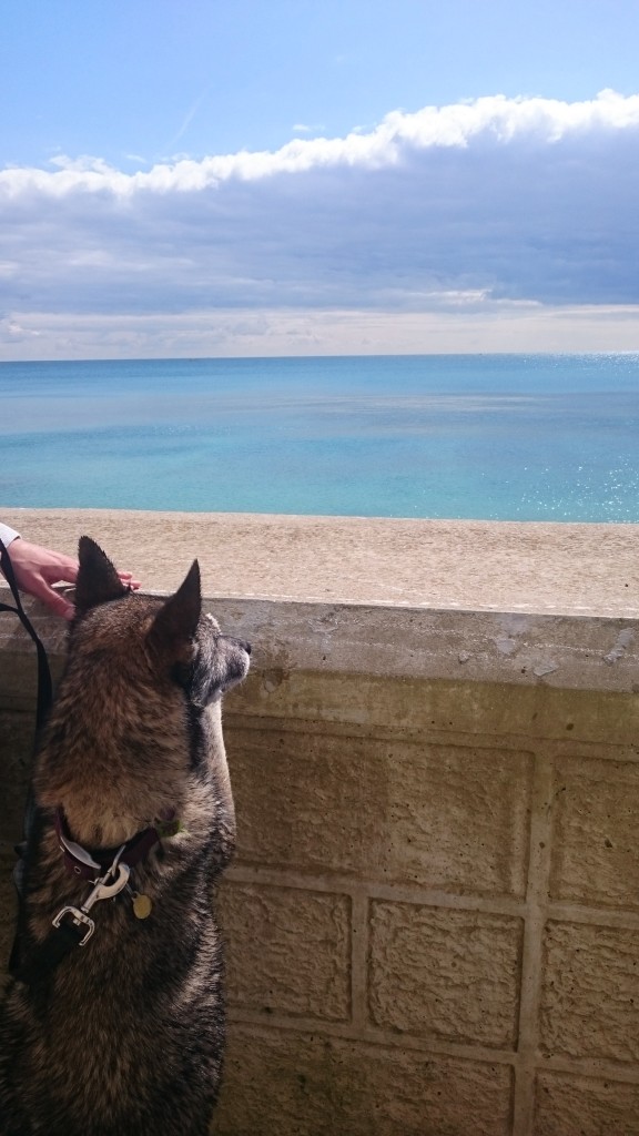 beautiful sea view husky cross dog