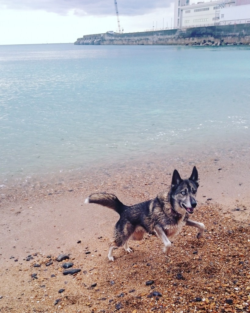 husky collie playing by the sea brighton beach