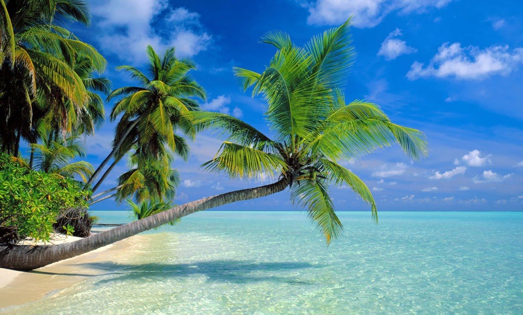saona island paradise
