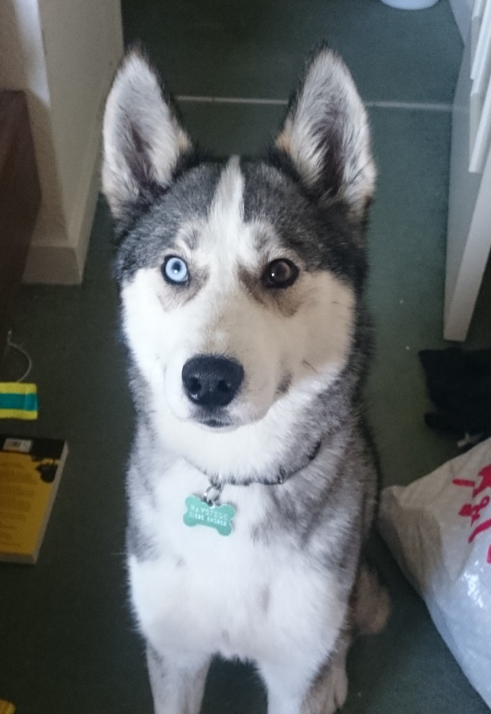 husky with different colour eyes
