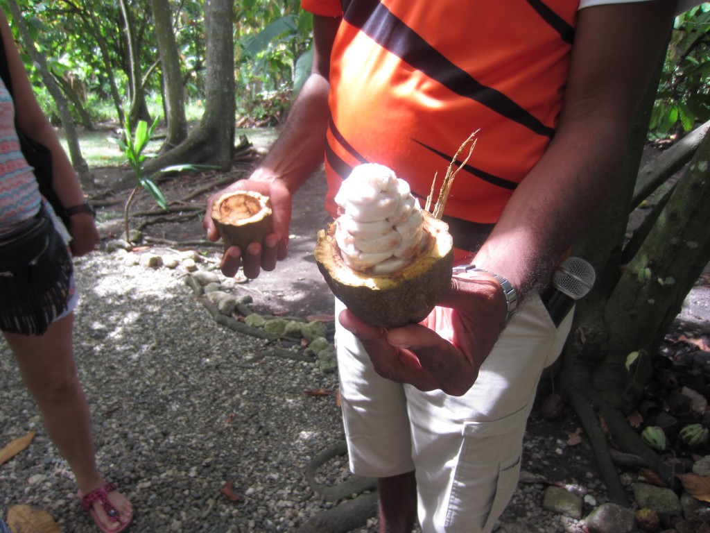 fresh cocoa beans dominican republic