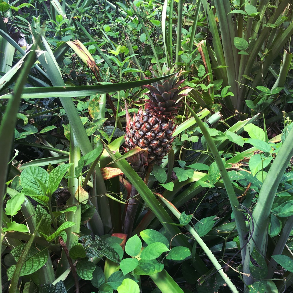 freshly grown pinapple dominican republic