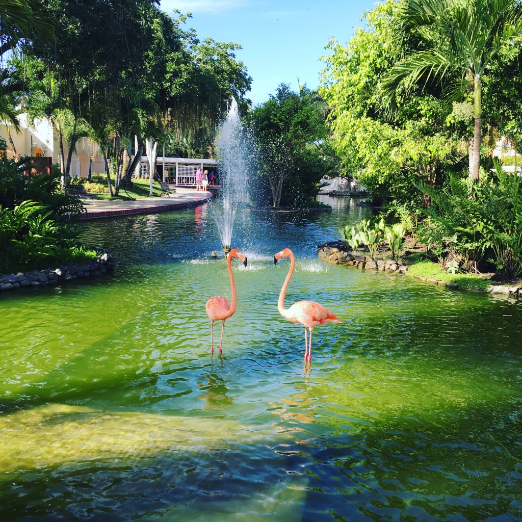 flamingos at hotel in dominican republic
