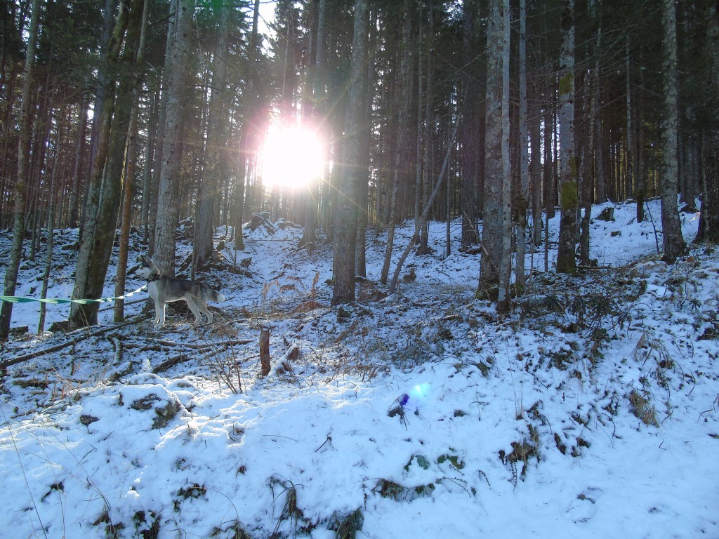 husky photo in the snow austria