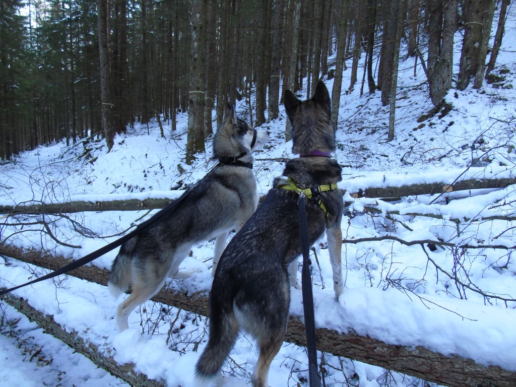 huskies wolves in snow woods austria