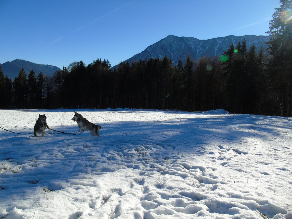 huskies playing in the snow in austria