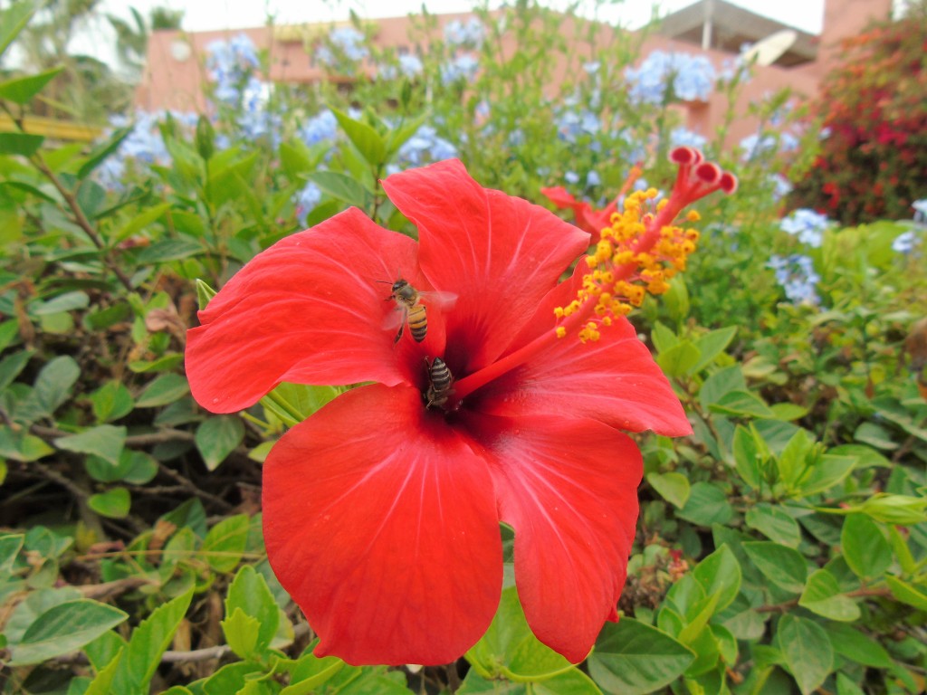 bee flying from flower