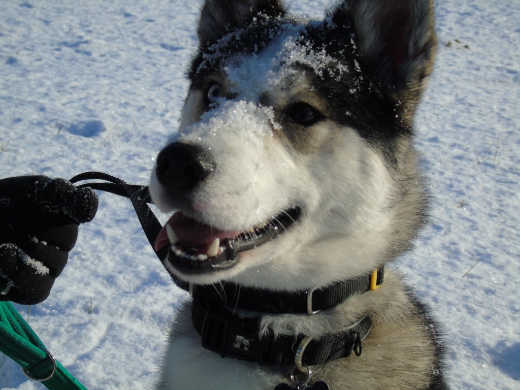 husky in austria in the snow