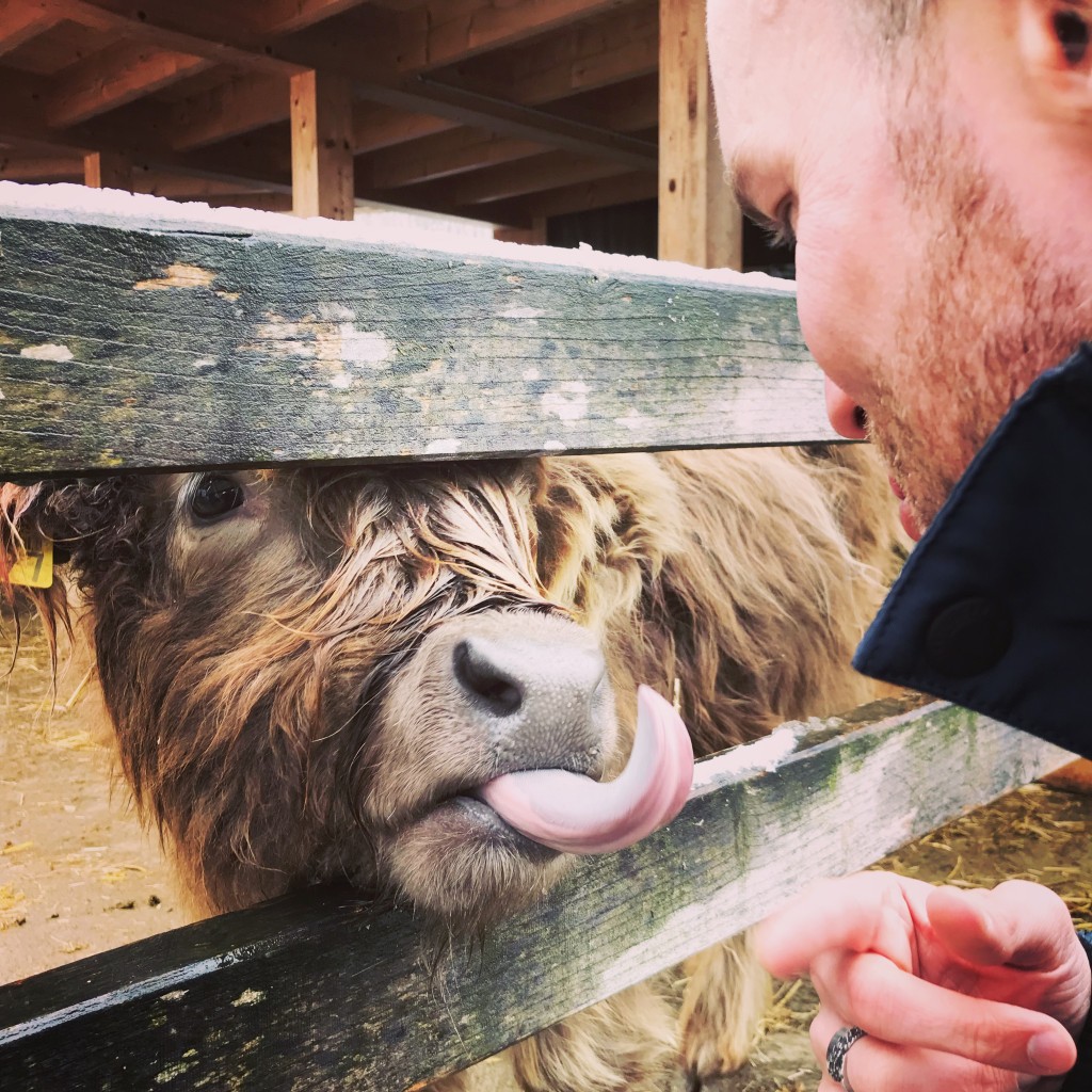 baby highland cow 