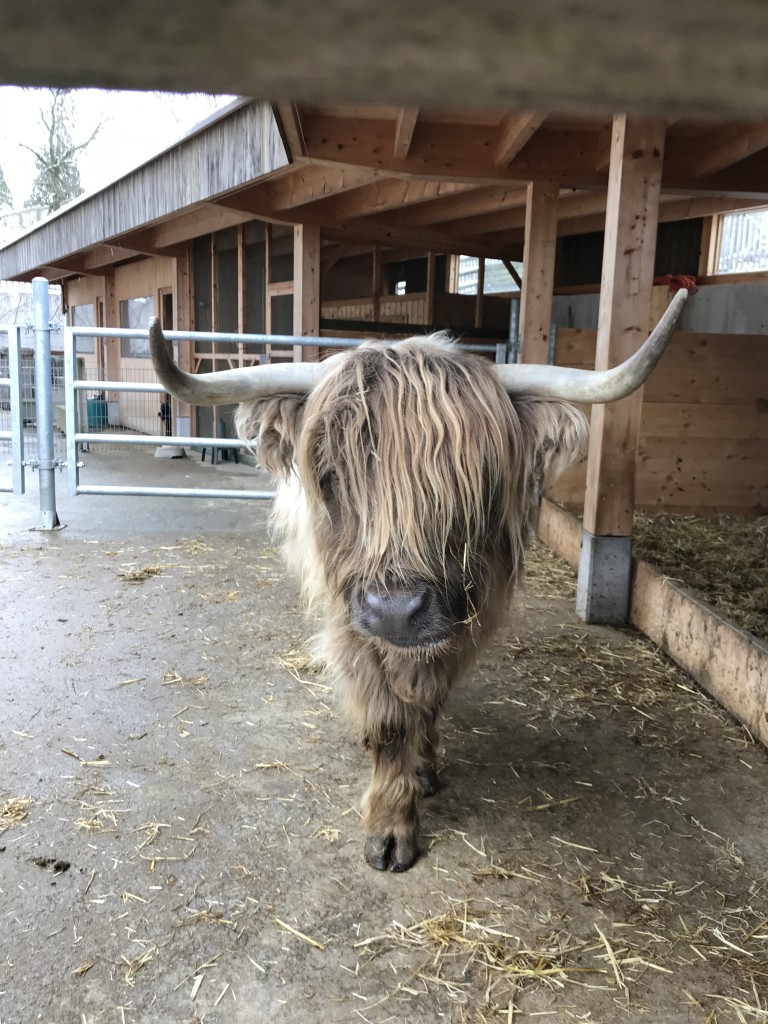 highland cow in switzerland lucerne 