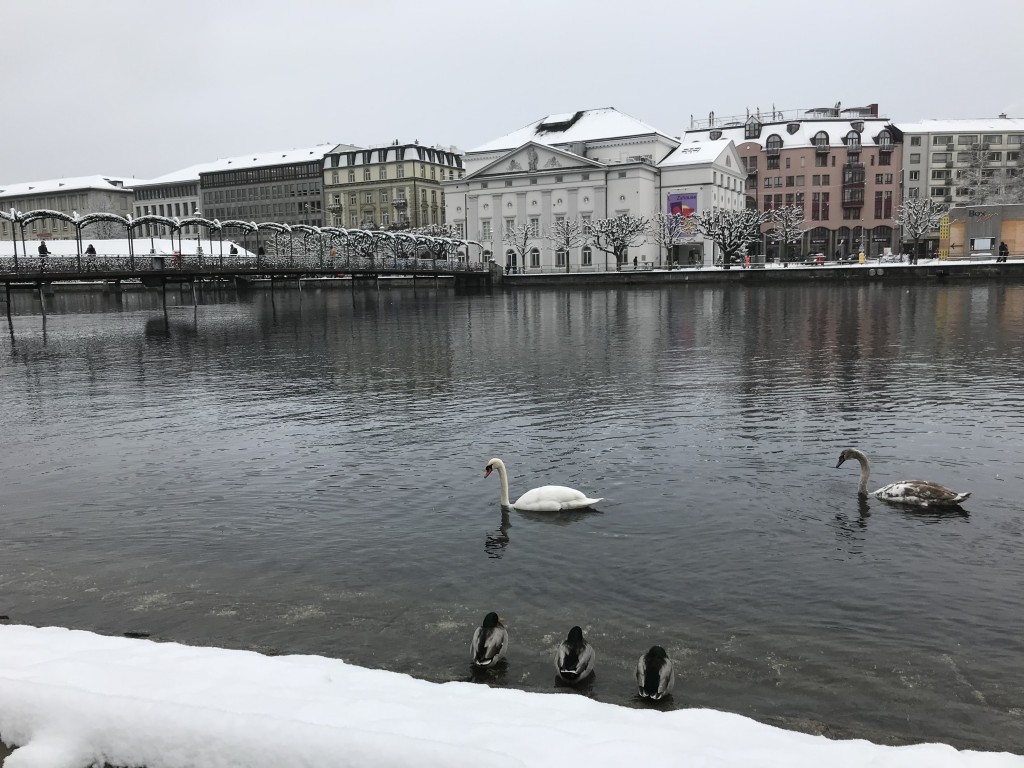 swans in luzern river snow