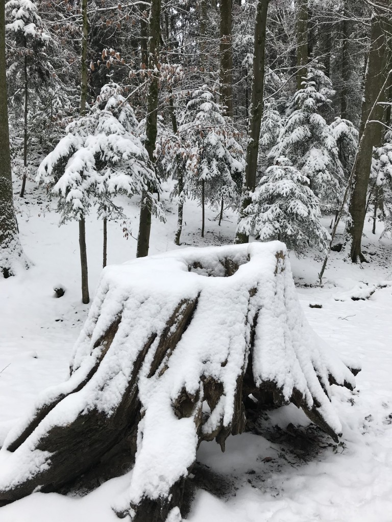 tree stump in snow woods snowy scenes