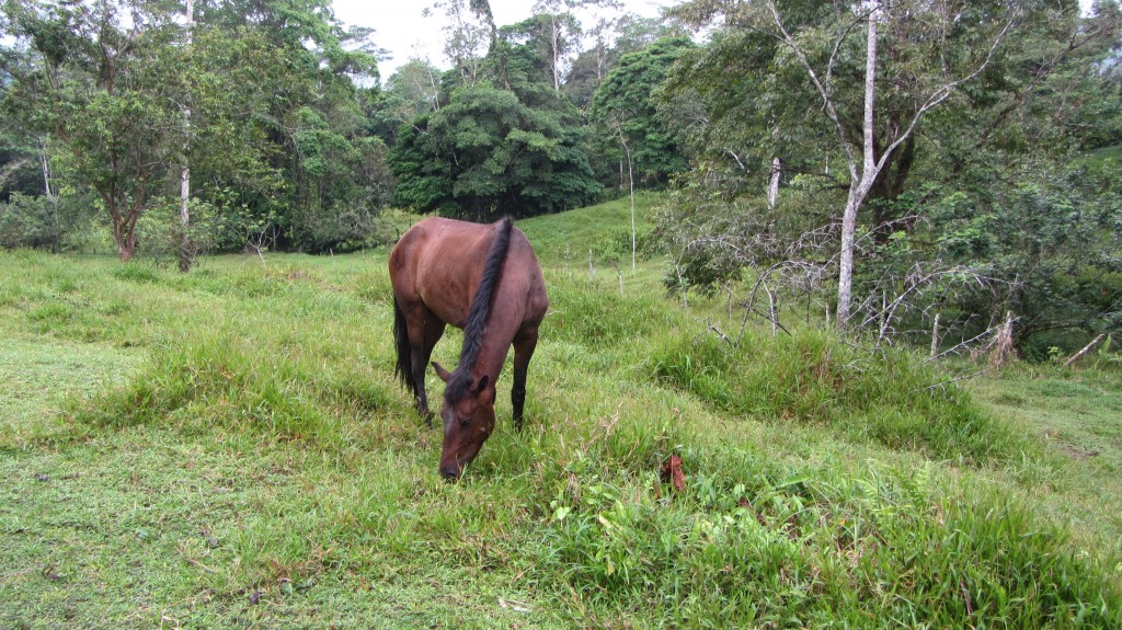 horse in rainforest costa rica selva bananito