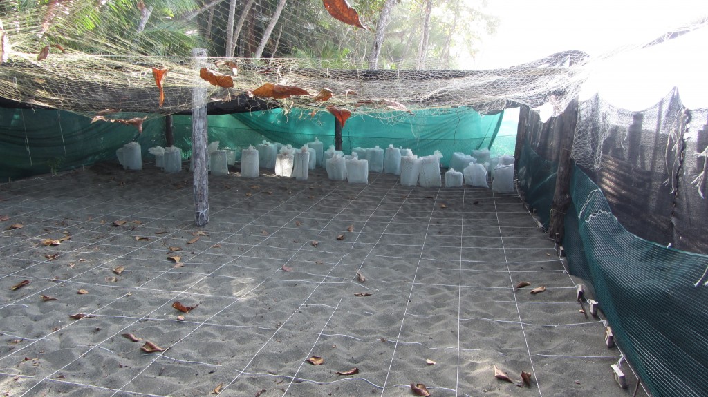 green sea turtle hatchery costa rica conservation