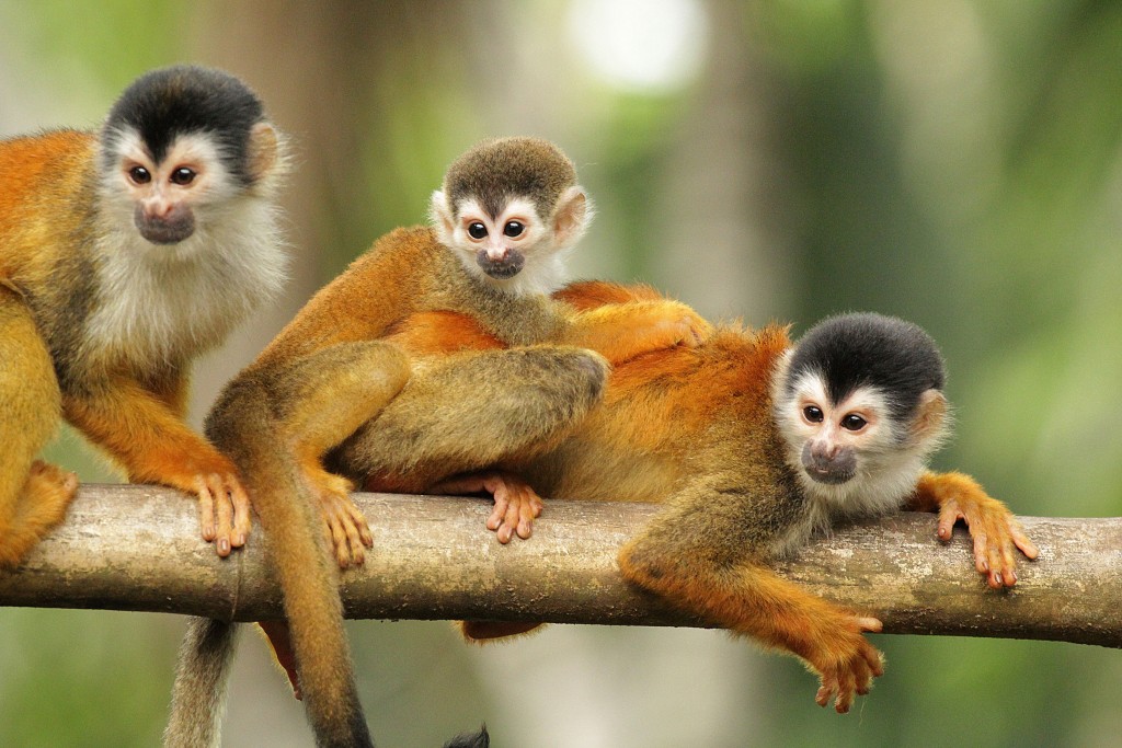 monkeys in trees costa rica