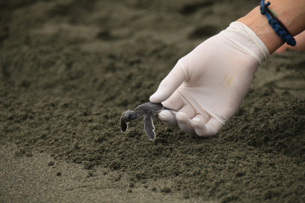 sea turtle green baby release hatchling costa rica 