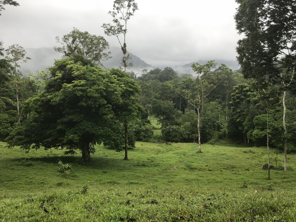 selva bananito reserve nature costa rica scenery misty
