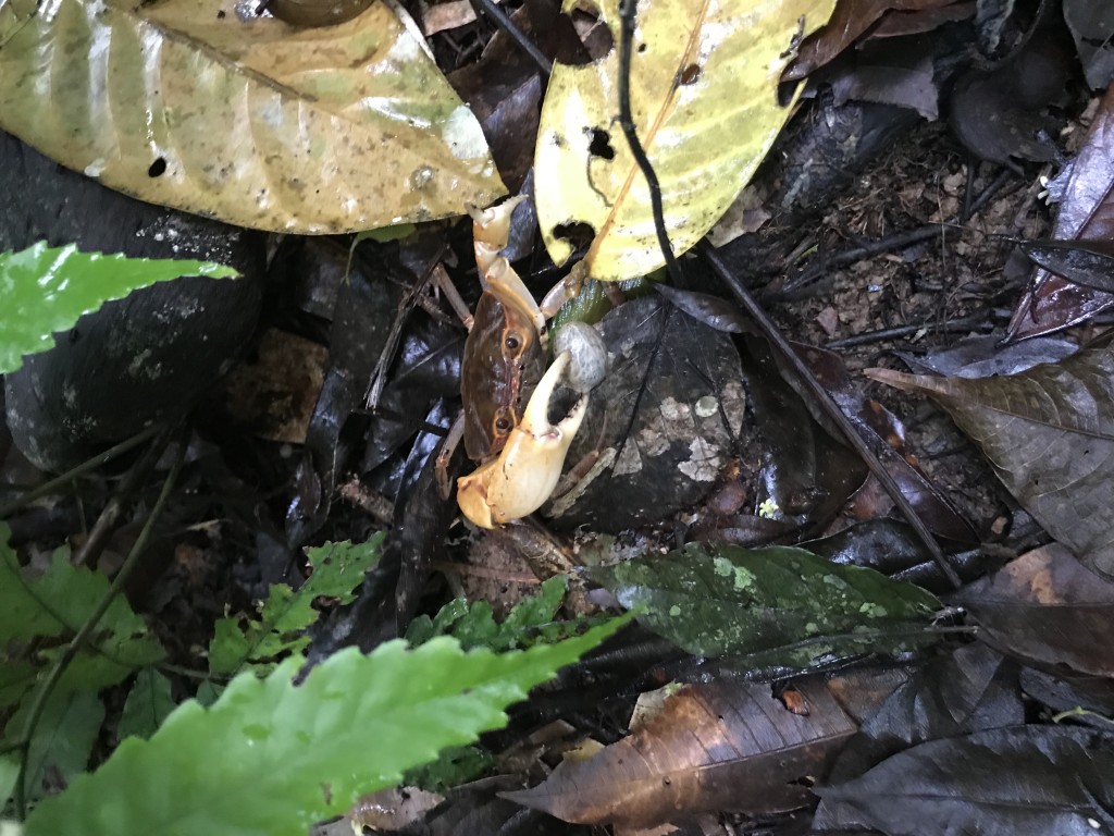 crab in rainforest costa rica