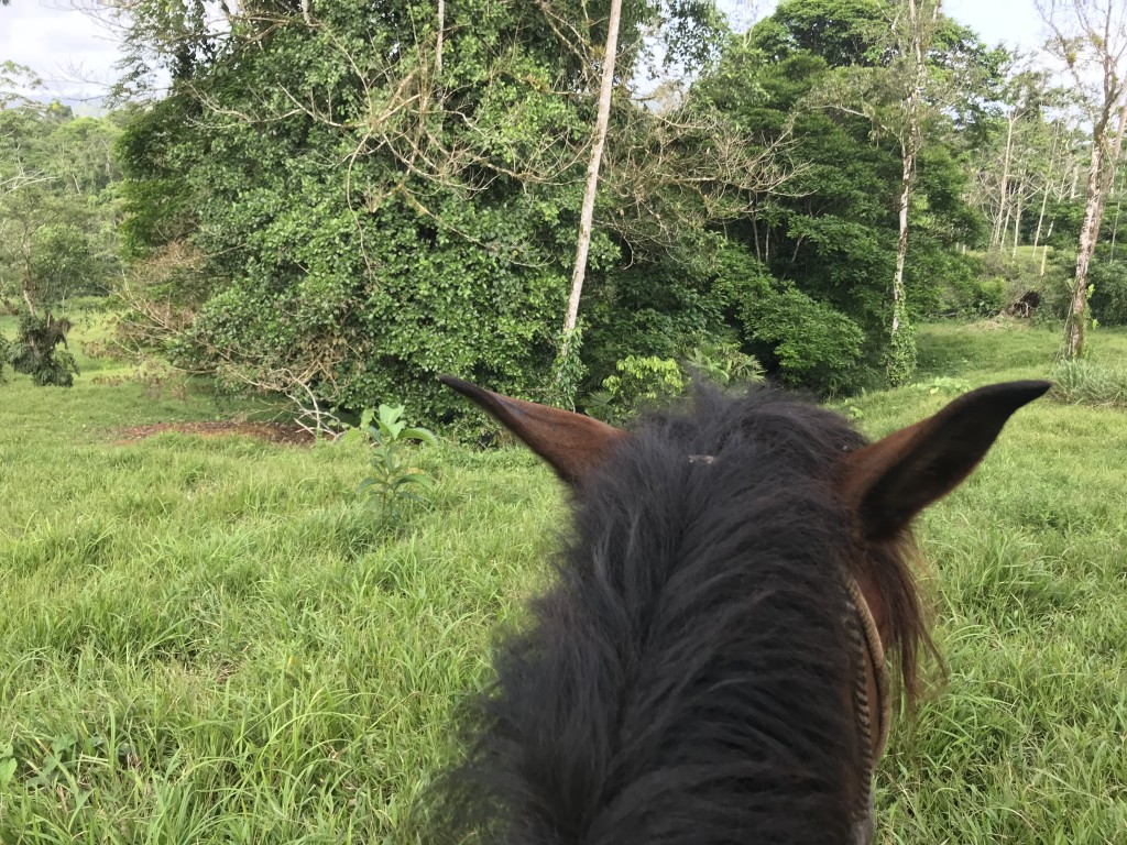 horse riding costa rica rainforest selva bananito lodge