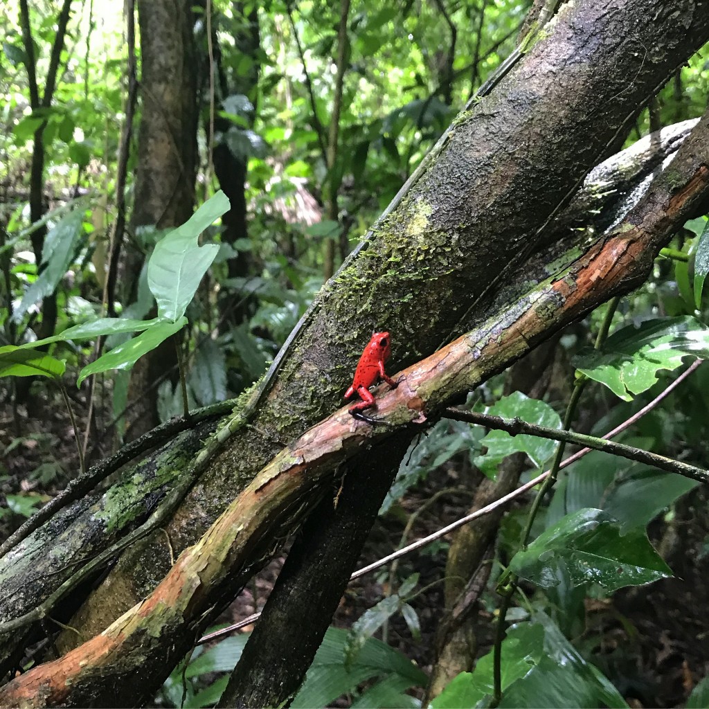 strawberry frog costa rica rainforest selva bananito