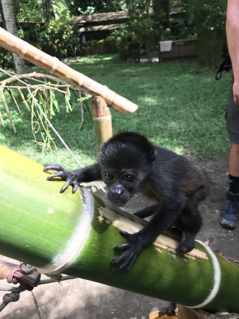 baby monkey pics costa rica rescue centre