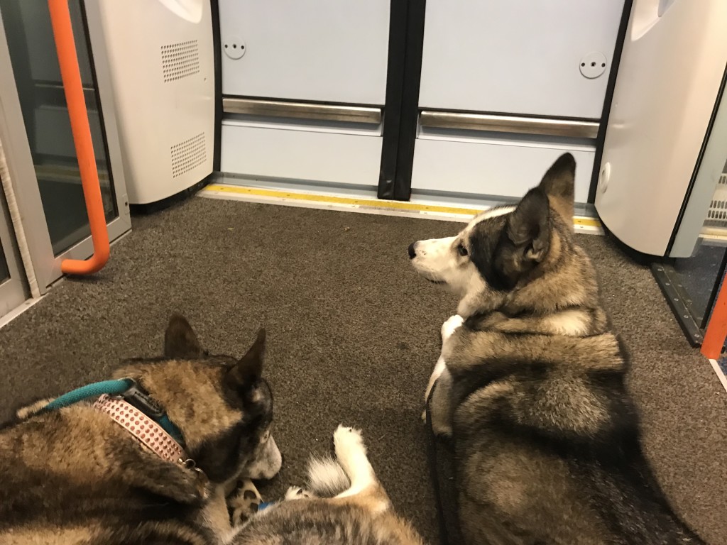 dogs on trains uk 