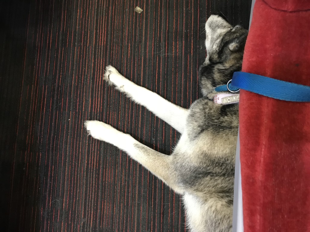 dogs on trains uk 