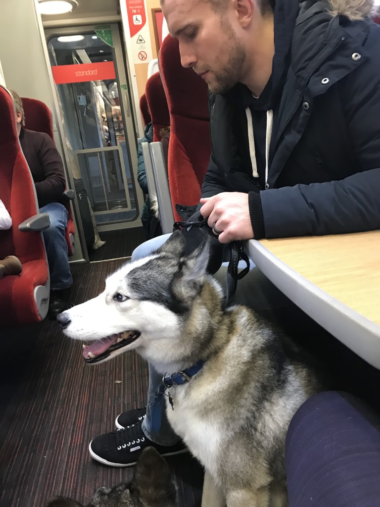 dogs on trains uk the content wolf