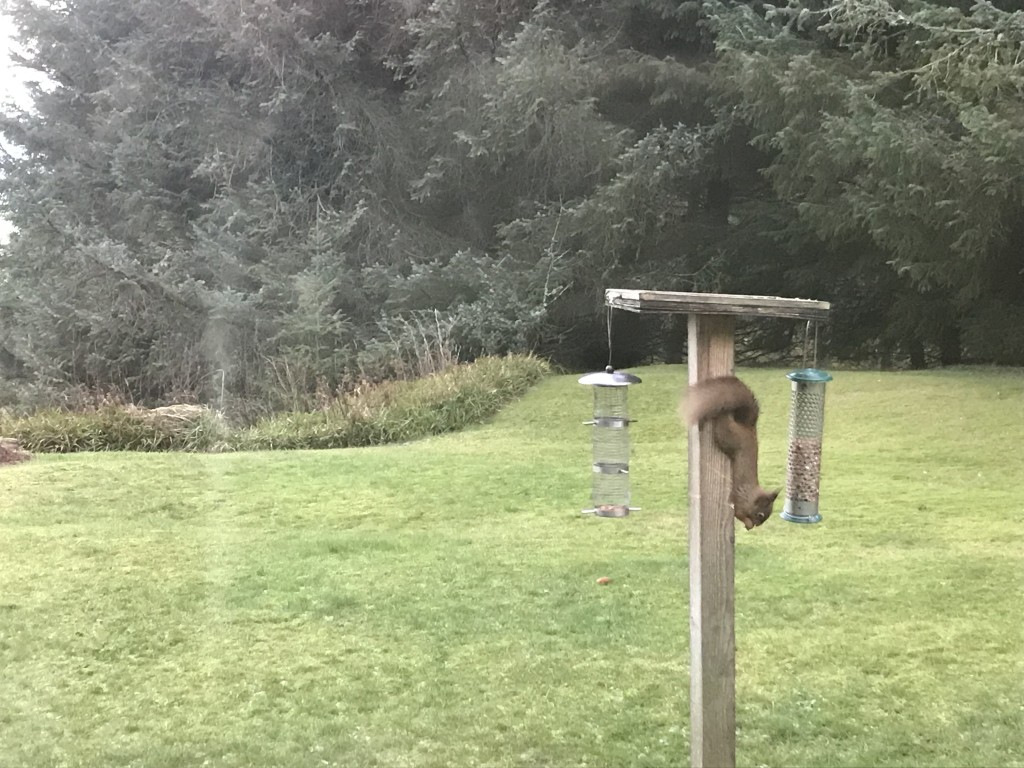 red squirrel picture