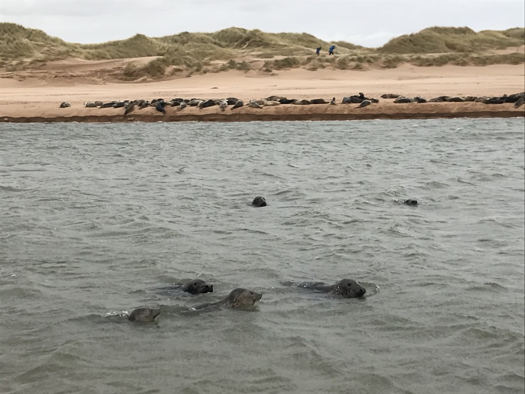 seals at newburgh beach scotland