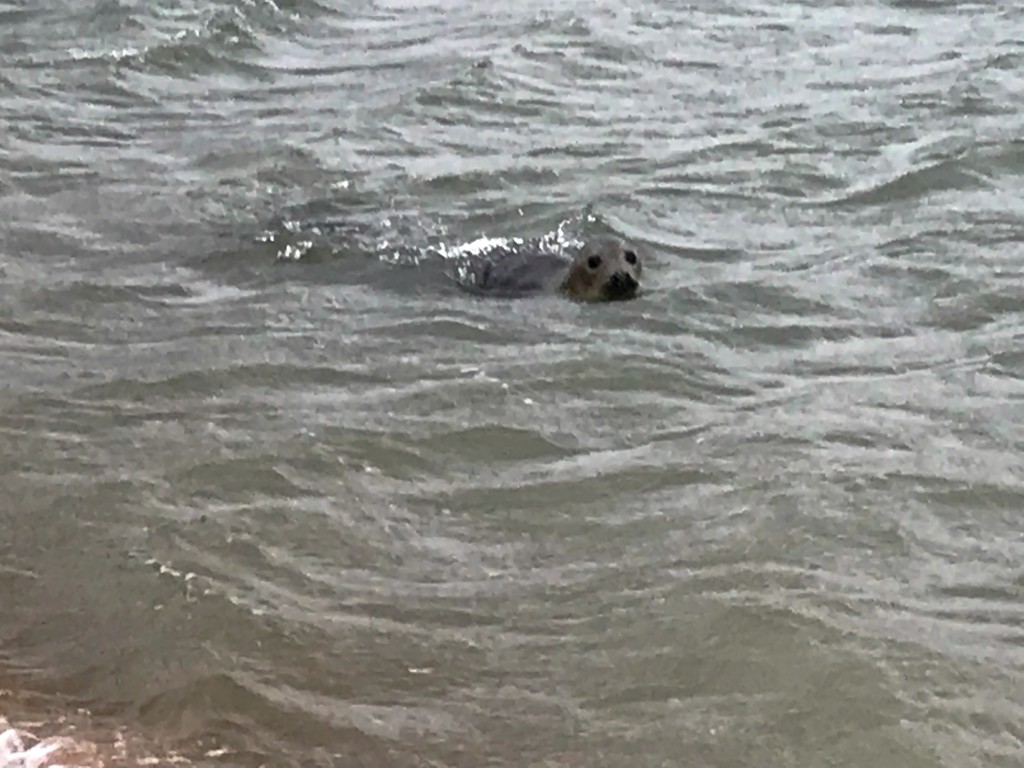 grey seal newburgh beach scotland