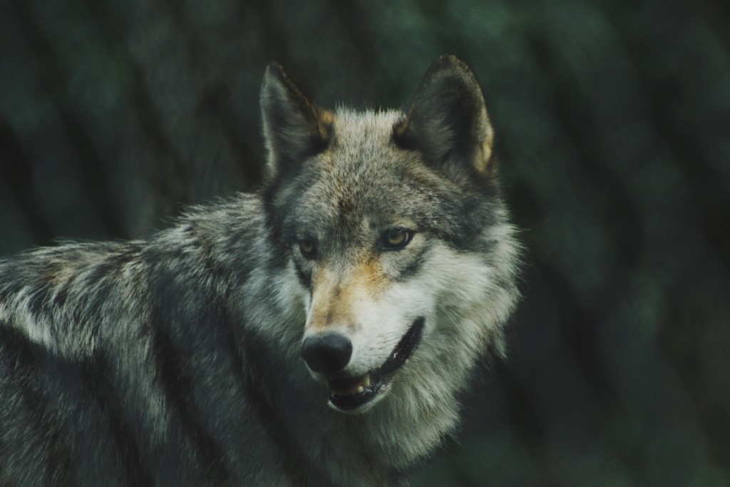 california wolf centre gray wolf