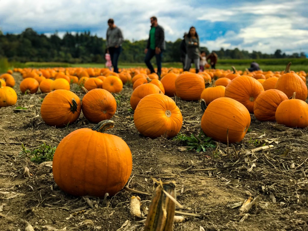 autumn events local pumpkins
