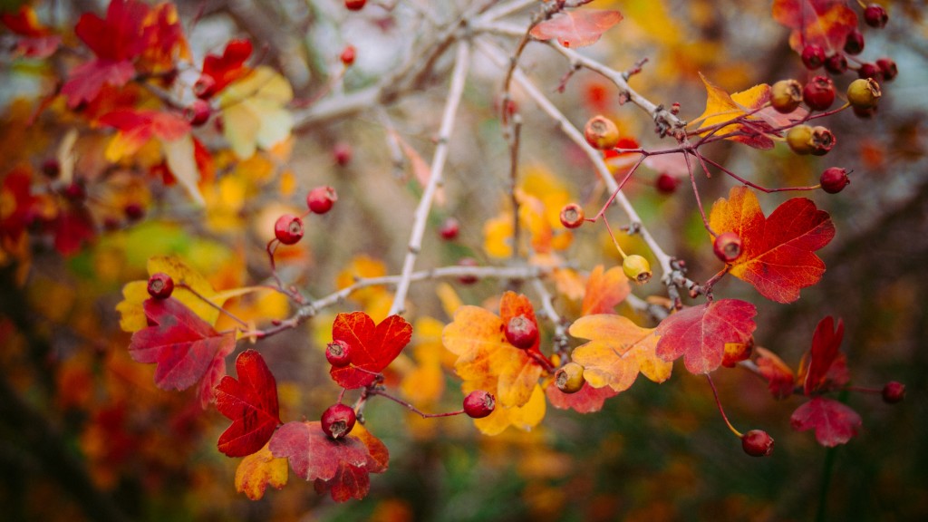 autumn seasonal flowers reds and oranges