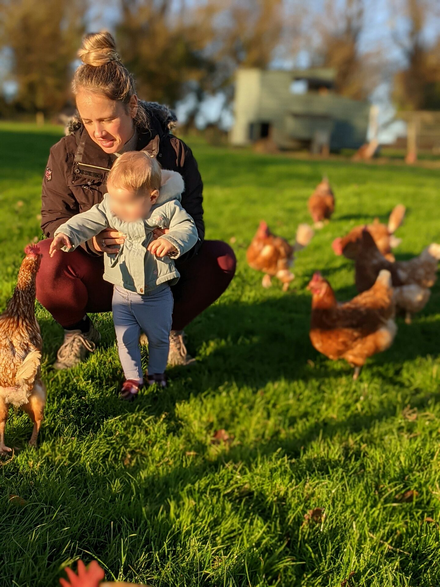 farm stays devon kingswear chickens