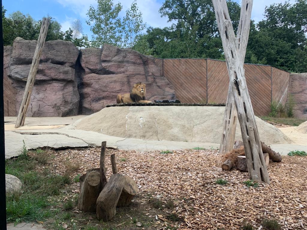 colchester zoo essex things to do with kids