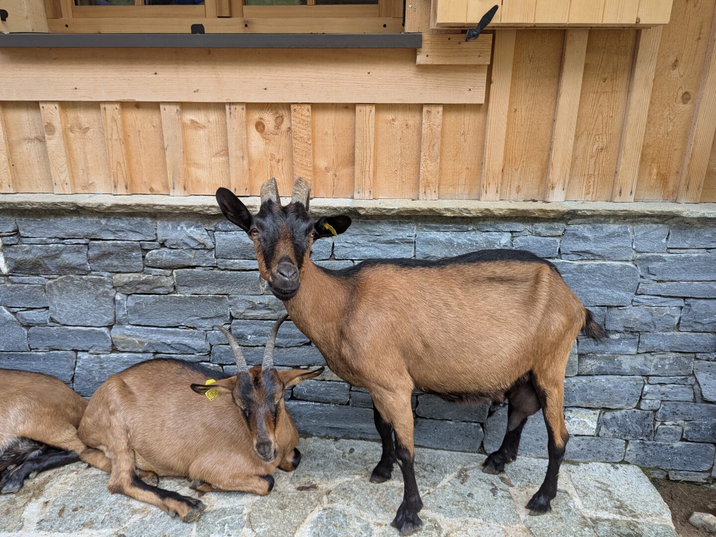 morzine goat village
