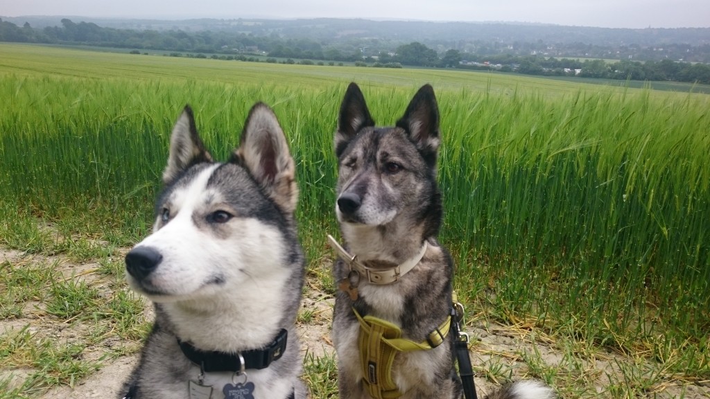 getting outdoors huskies in green grass fields